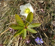 A spasso sulle Alpi Lepontine, tra M.te Grona e M.te Bregagno. 03-03-2012 - FOTOGALLERY